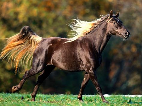 American Quarter Horse | The Life of Animals