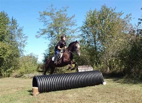 Homemade Horse Jumps Ideas - Bios Pics