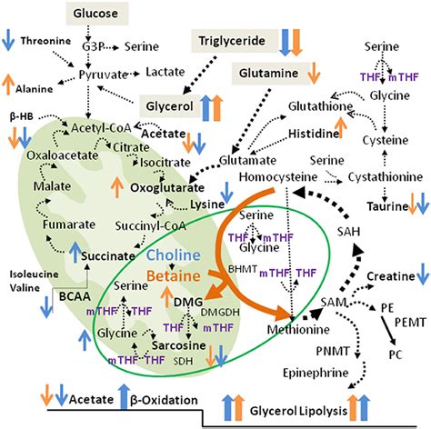 Frontiers | Betaine and Choline Improve Lipid Homeostasis in Obesity by ...