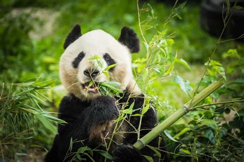 Los mejores destinos para ayudar a salvar a la fauna Fauna, Panda Bear ...