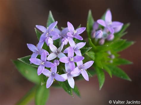 Field Madder (Plants of Saxony) · iNaturalist