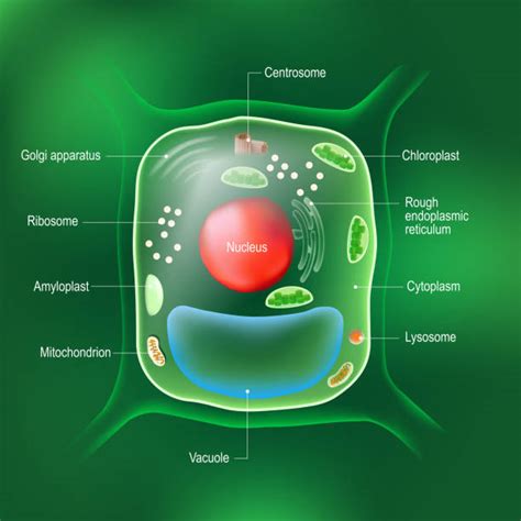 20+ Plant Cell Model Labeled - WhitYarrow