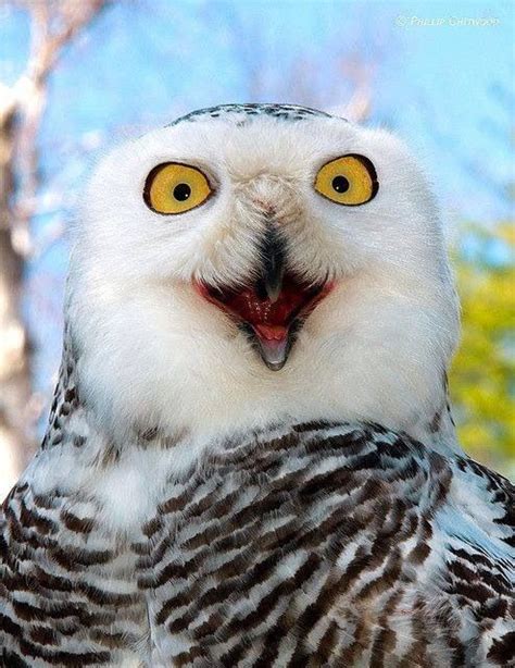 Laughing owl | Pet birds, Beautiful owl, Owl