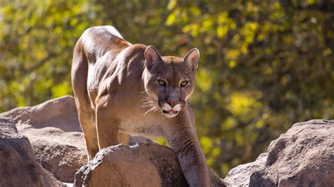 COLORADO WILDLIFE: What do you do if you see a mountain lion? | FOX31 Denver