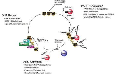 Role of poly(ADP-ribose) polymerase (PARP-1) in DNA repair. 278 | Download Scientific Diagram