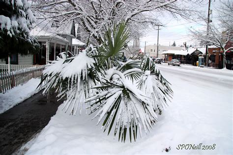 Snow in Miami? | Copied without my consent by an online bank… | Flickr