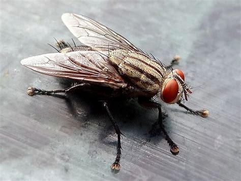 6 Different Types of Flies That Can Infest Your Home - Deal With Pests