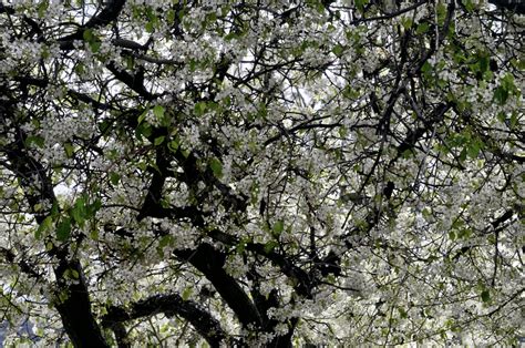 Pear Blossom Branches Free Stock Photo - Public Domain Pictures