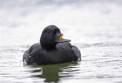 Adrian Davey Wildlife Photography Diary: Common Scoter.