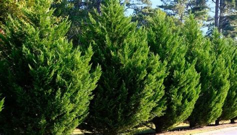 Leylandii Growth Rate: Speed, Height, Width & Common Problems