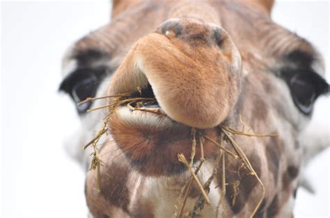 Giraffe feeding time | Rod | Flickr