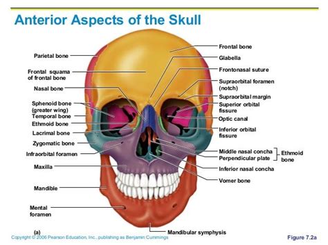 greater wing of sphenoid | Skull anatomy, Axial skeleton, Human skull ...