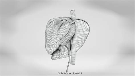 3D Liver Anatomy model - TurboSquid 1821345