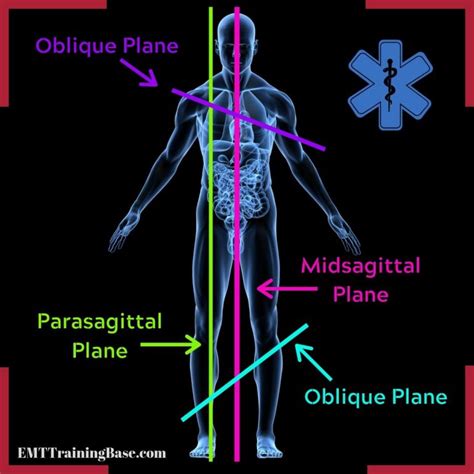 Anatomical Planes and Directional Terms - EMT Training Base