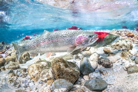 How to Photograph the Salmon Run - Nature TTL