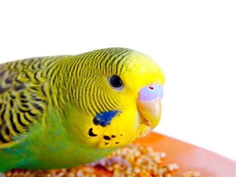 Parakeets Breeding Food (What Should You Feed Your Parakeet During ...