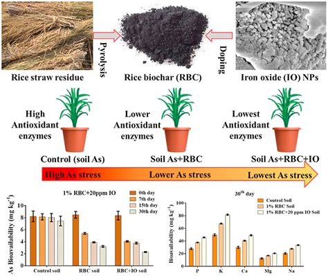 Overcoming arsenic stress using iron-oxide doped rice biochar | Plantae