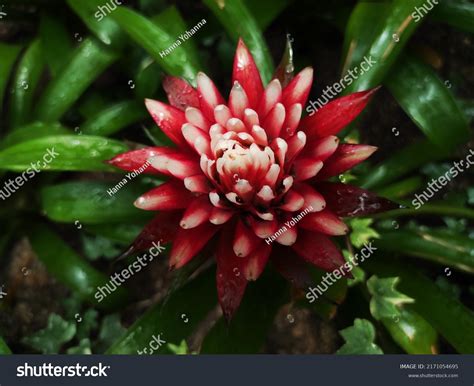 1,577 Plant family bromeliaceae Images, Stock Photos & Vectors ...