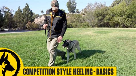 Competition Style Focused Heeling with Siggy - Robert Cabral