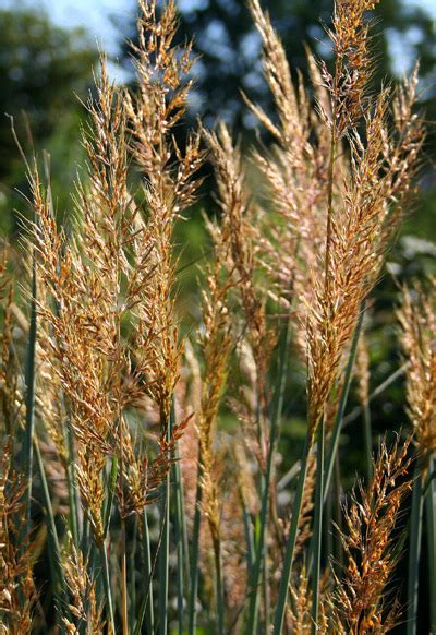 Native Prairie Grasses