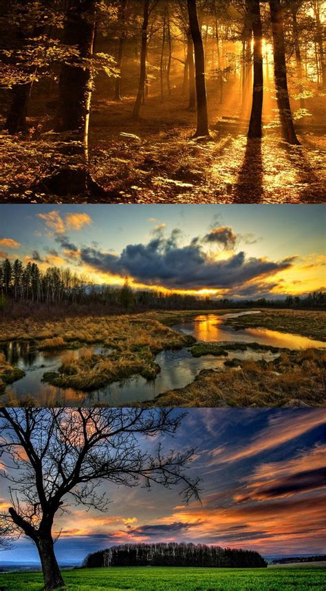 135 best images about Orange sunset forest on Pinterest | Beautiful sunset, Beautiful forest and ...