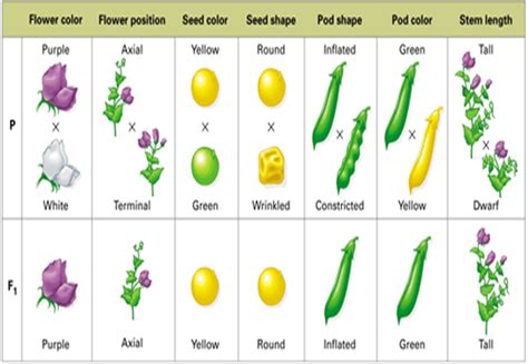 Mendel's Experiment With Pea Plants - Plant Ideas