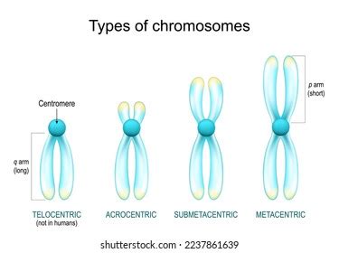 Types Chromosomes Structure Chromosome Centromere Long Stock Vector (Royalty Free) 2237861639 ...