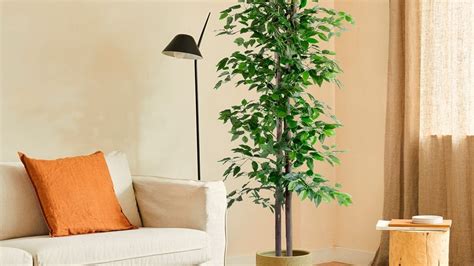 Ficus and Feng Shui: Harmonizing your home
