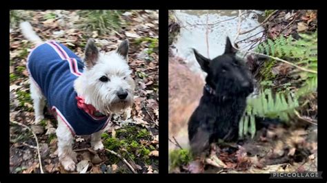 Scottish Terrier and Cairn Terrier | Chilly January walk - YouTube