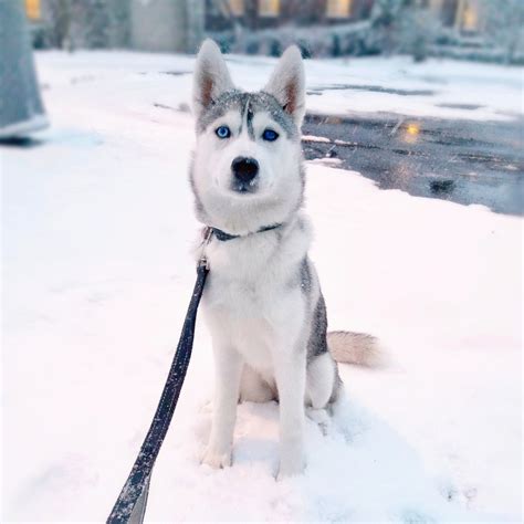 Husky Caught Outside in The Snow in 2024 | Husky, Husky puppy, Dog pictures