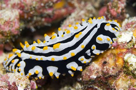 Nudibranchs, sometimes more commonly known as “sea slugs” are some of the hardest creatures to ...