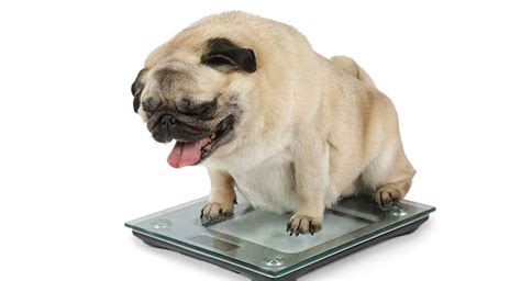 Do Pugs Have A Lot Of Health Problems