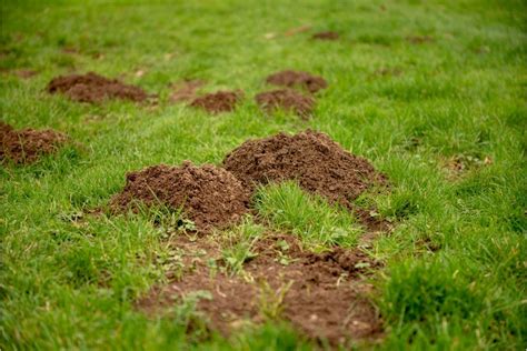 Small Holes in Lawn Overnight - Causes & How to Fill Them