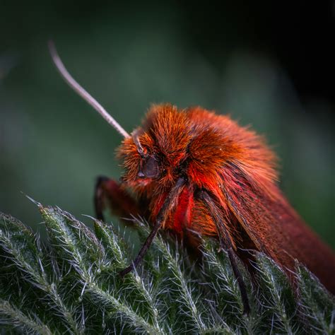 Macro Photo Of Red Poodle Moth · Free Stock Photo