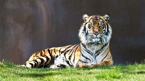 Tiger sitting in the grass HD desktop wallpaper : Widescreen : High ...