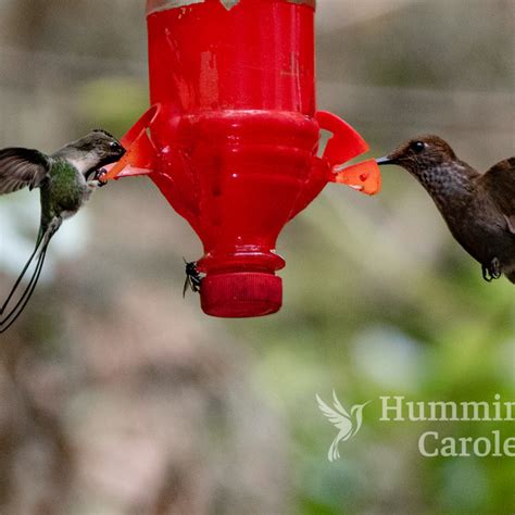 Marvelous Spatuletail | Hummingbird Facts Information | Hummingbird Feeder | Bird Photography