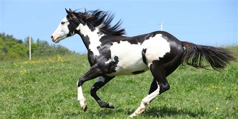 5 Black And White Horse Breeds Guaranteed To Make You Fall In Love ...