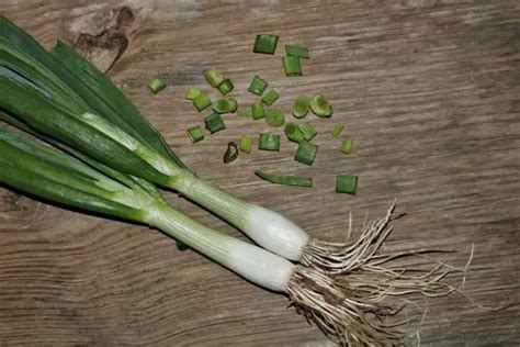 Leeks Vs. Green Onions - Julian Nayuri