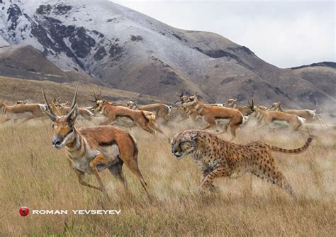 American Cheetah chasing a Tetrameryx, the four-horned pronghorn : Naturewasmetal