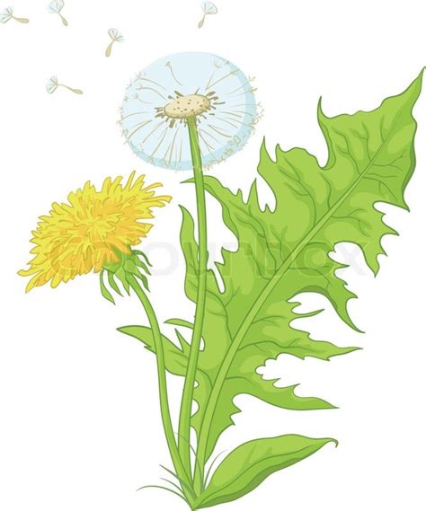 Dandelion Flower Drawing at GetDrawings | Free download