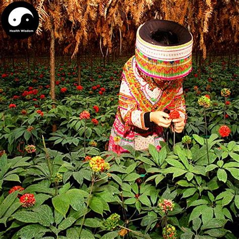 Buy Wenshan Tienchi Ginseng Seeds Plant Panax Notoginseng Grwo Tianqi | Plants, Growing herbs, Seeds