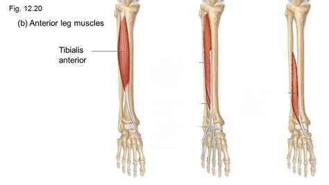 Extensor Digitorum Longus Hand