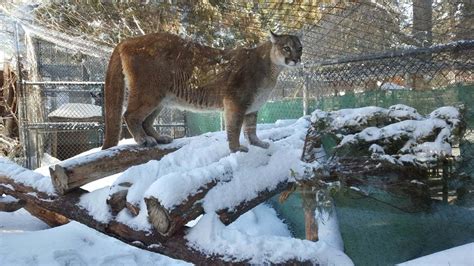 Big Bear Alpine Zoo | Attractions in Big Bear, Los Angeles