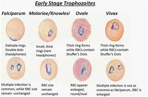 Malaria Plasmodium Species