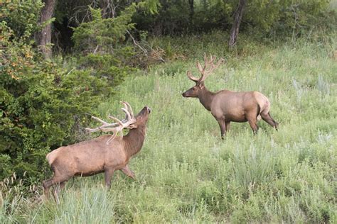 Free Images : prairie, wildlife, mammal, fauna, reindeer, vertebrate ...