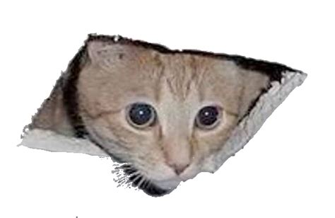 Ceiling Cat Blank Template - Imgflip