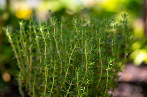 Organic Aromatic Herb Thyme Growing in Garden Stock Image - Image of ...