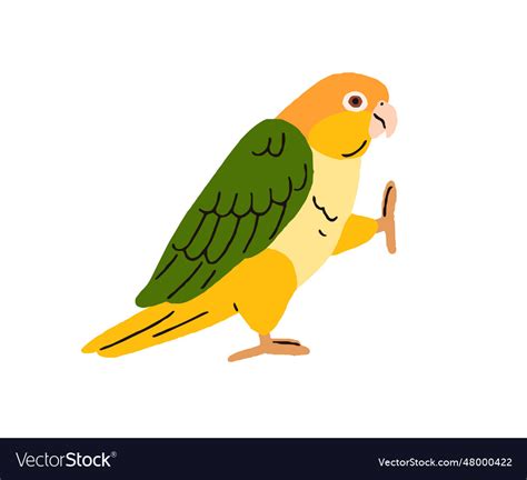 Funny caique tropical bird cute white-bellied Vector Image