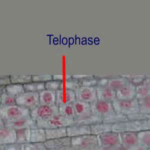 Stages Of Mitosis Under Microscope