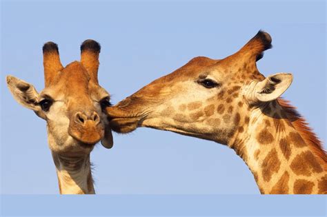 Which Monogamous Animal Species Are You And Your Partner?